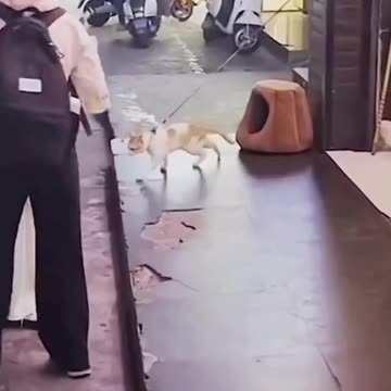 Walking On The Dance Style By The Cat