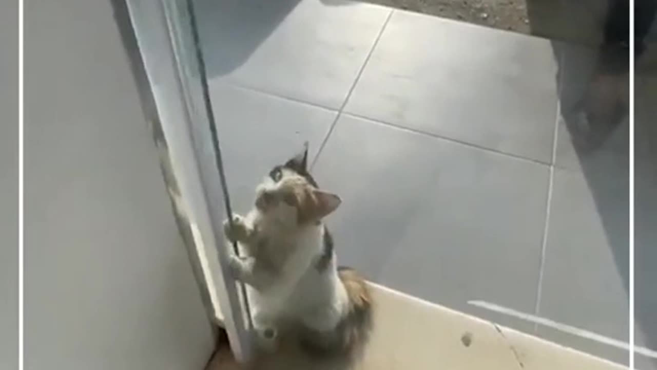 Cat trying to escape the 50°C weather of Kuwait