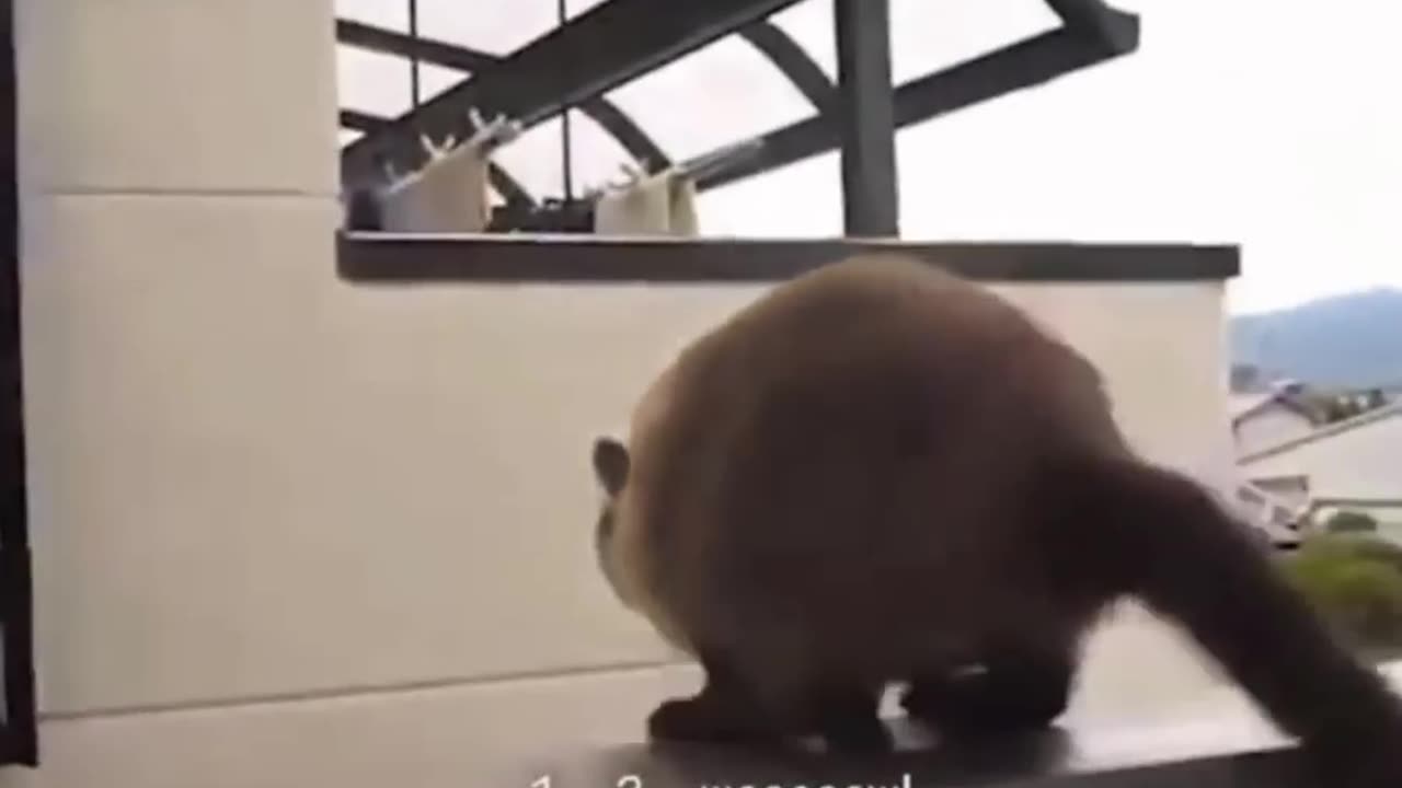 THE FUNNIEST VIDEO IN THE WORLD