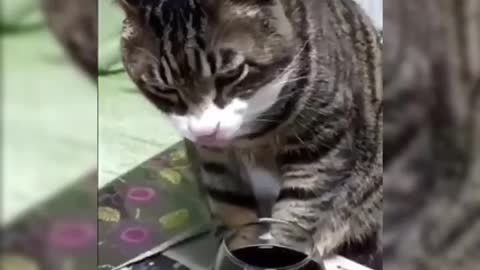 Cat drinks wine | Funny Video