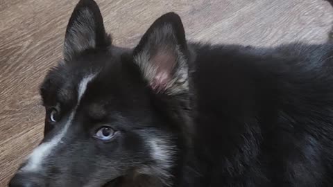 "Aka" my Husky says... "I love you"