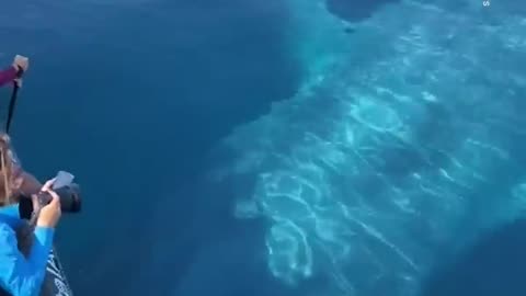 Whale Watchers Encounter 100-Ft-Long Blue Whale