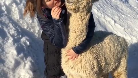 Funny animal videos|Cute animal videos |Funny dog&cat videos|Hilarious pet videos|Funny video