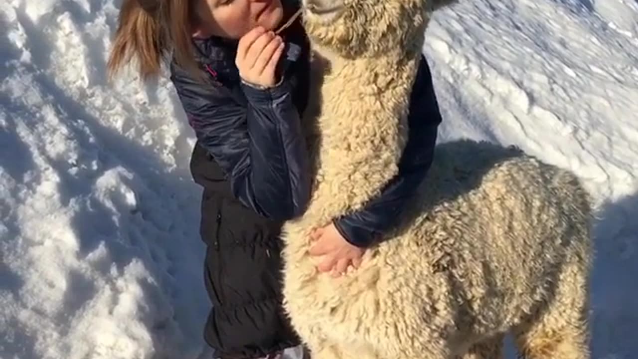Funny animal videos|Cute animal videos |Funny dog&cat videos|Hilarious pet videos|Funny video