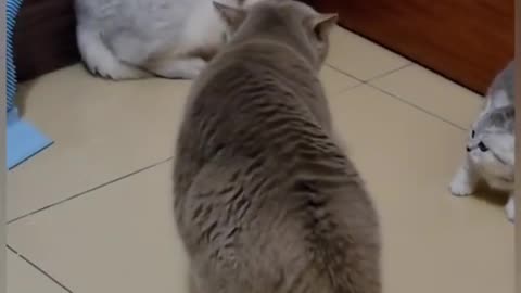 Cat Fight Funny Video 😀😂