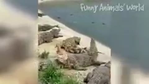 Just for laugh 🤣 with pets