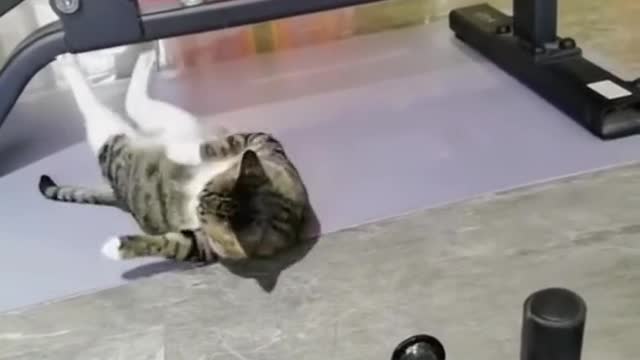 the funniest cats and dogs πΆπ± 2022