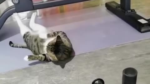 the funniest cats and dogs 🐶🐱 2022