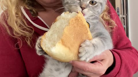 Kitty Munches on Loaf of Bread