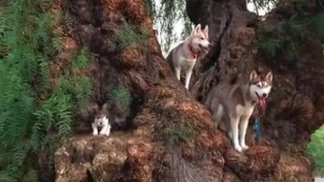 Kitten thinks she's a dog 🐶🐻