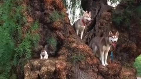 Kitten thinks she's a dog 🐶🐻