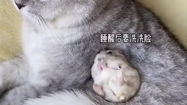 wild animals is to protect