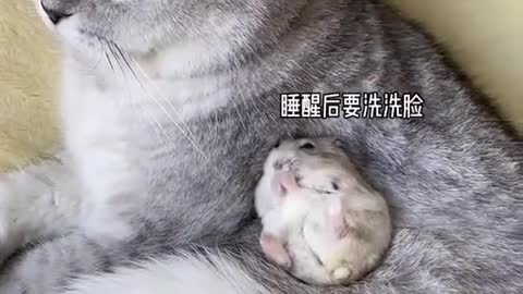 wild animals is to protect