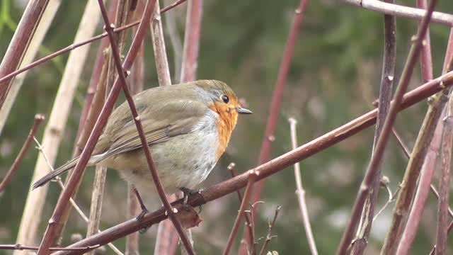 A cute little bird sitting alone