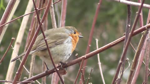 A cute little bird sitting alone