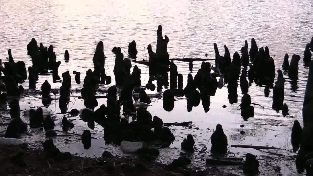 Tennessee Reelfoot Lake Cypress Knees In Water