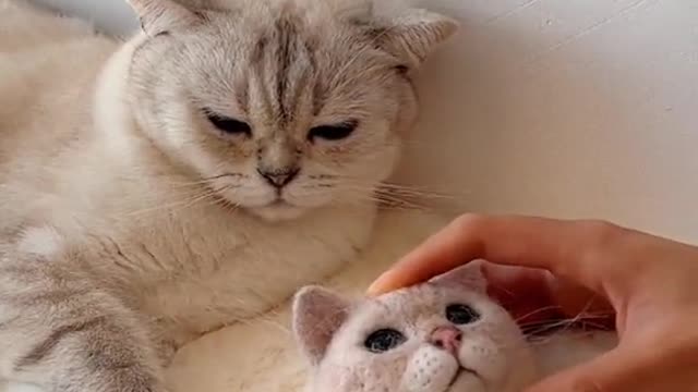 CatWhathappenedjustnow