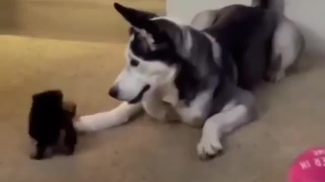 Little puppy playing and showing his love to Husky