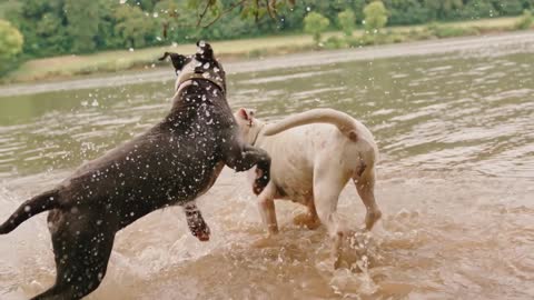 Working Dogs: Form and Function.