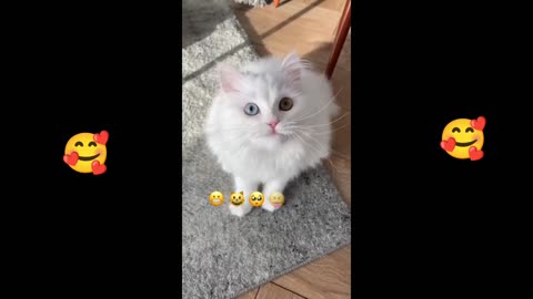 So cute tending cat video