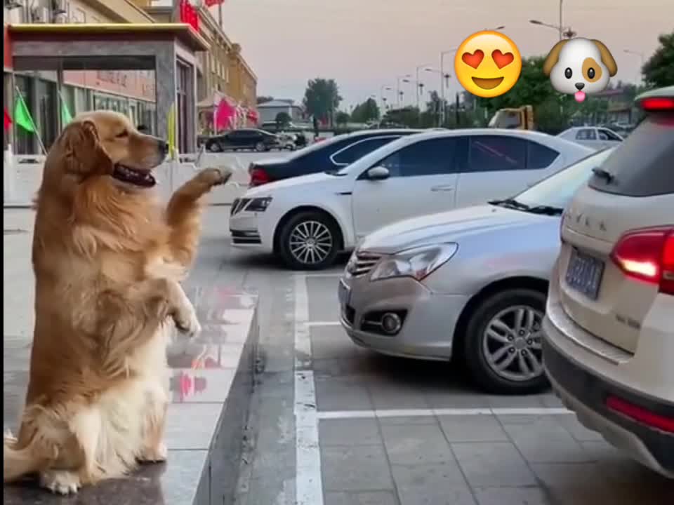 🐶 😍 😂 smart dog to be a parking attendant