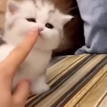 Cute kitten