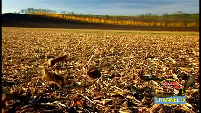 A Falcon was trying to hunt rabbit and rabbit was trying to hide. See what happens at the end