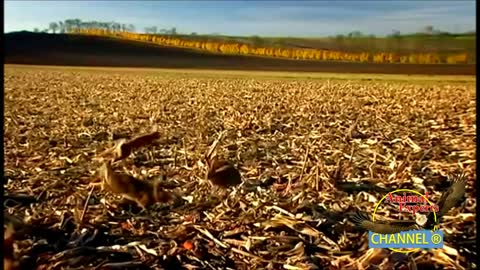 A Falcon was trying to hunt rabbit and rabbit was trying to hide. See what happens at the end