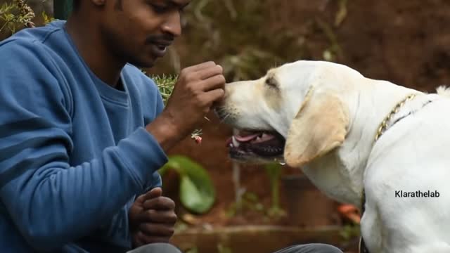 Cute dog video labrador retriever