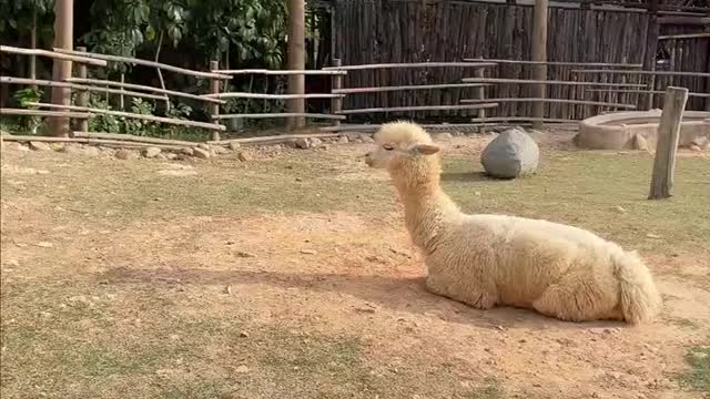 alpacas