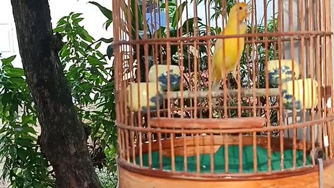 Canary Singing on a sunny day