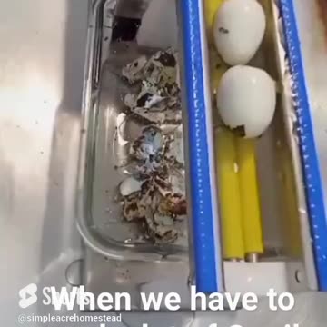 Automatic Quail Egg Peeler