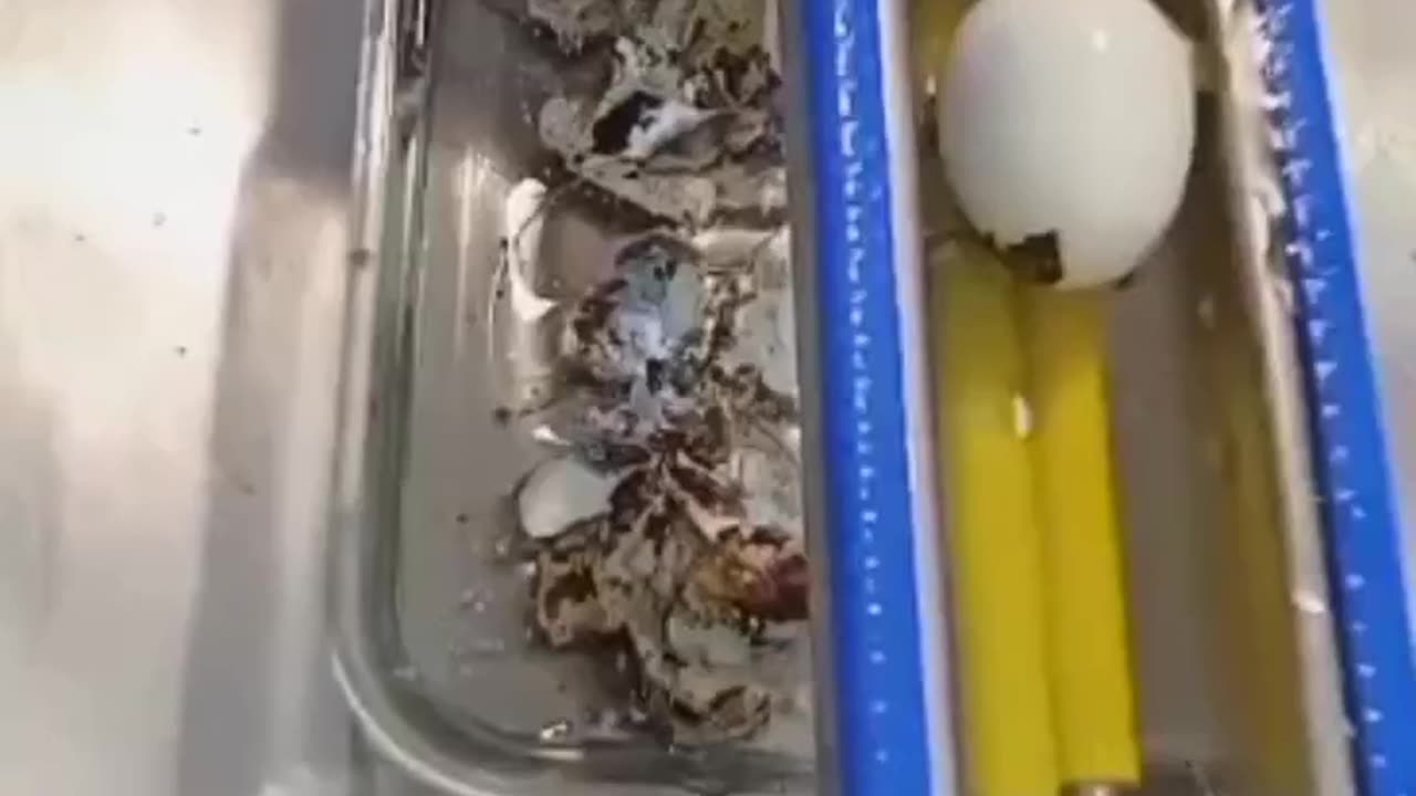 Automatic Quail Egg Peeler