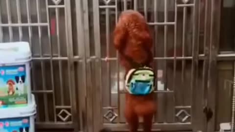 Dog funny video🤣