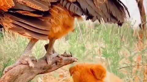 Can The Chicken Lay Eggs Beautifully And The Dog Tried To Take The Chicks Puppis & Chicken #shorts
