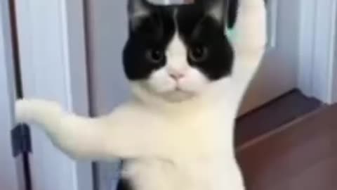 Dancing Cat