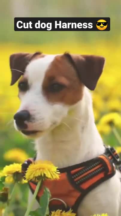 Cut dog Harness #shorts