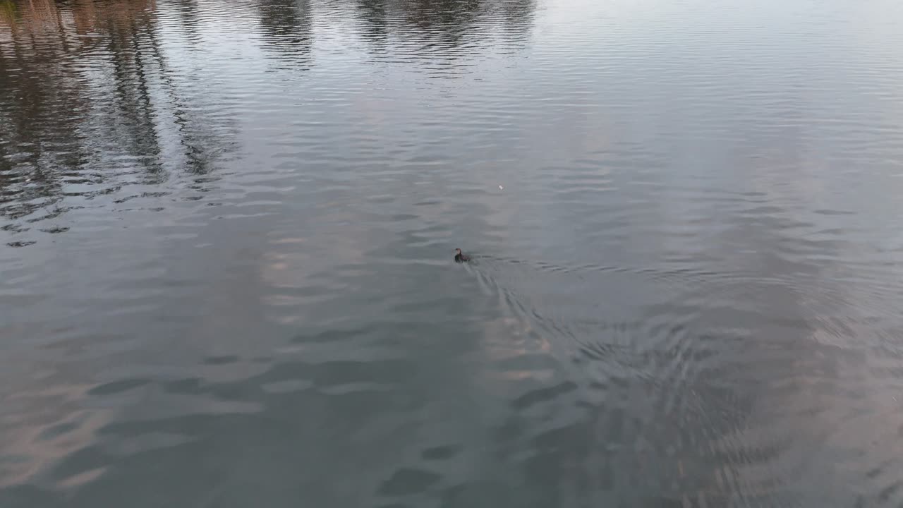 Hot Springs Lake Duck