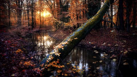 Raining Trees Woods Forest Stream Landscape With Sunrays