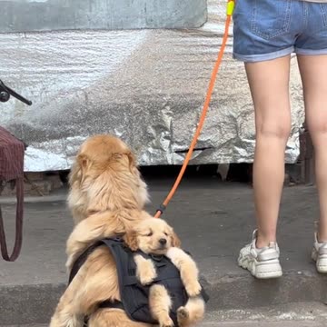 A beautiful puppy's mom is carrying it's son in back bag 🐕😊❤️
