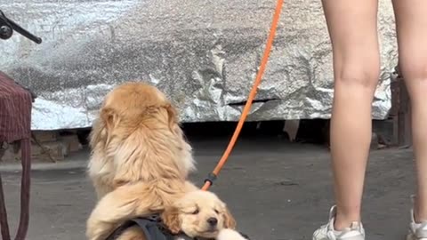 A beautiful puppy's mom is carrying it's son in back bag 🐕😊❤️