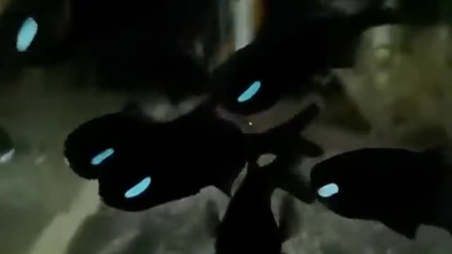 These Flashlight Fishes produce bioluminescent light