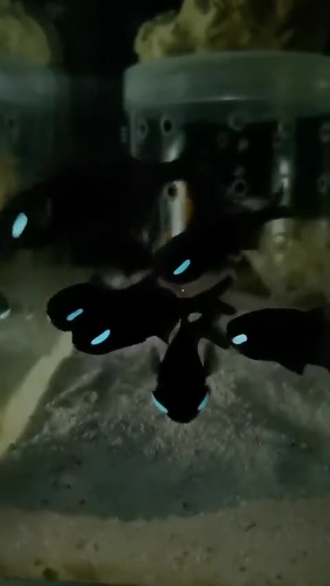 These Flashlight Fishes produce bioluminescent light