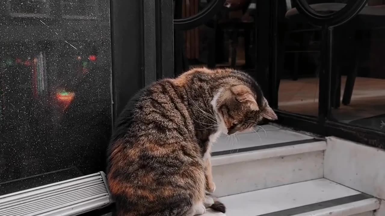 Cute Cat At Street