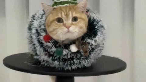 Let me see who still doesn't have a Christmas kitten.