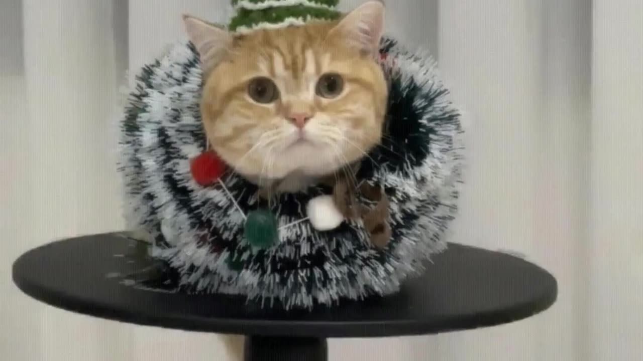 Let me see who still doesn't have a Christmas kitten.