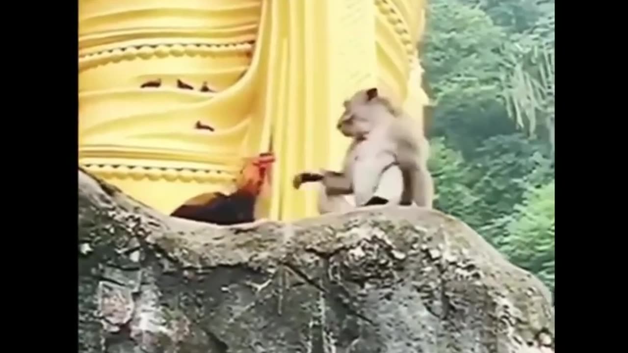 Funny animals video