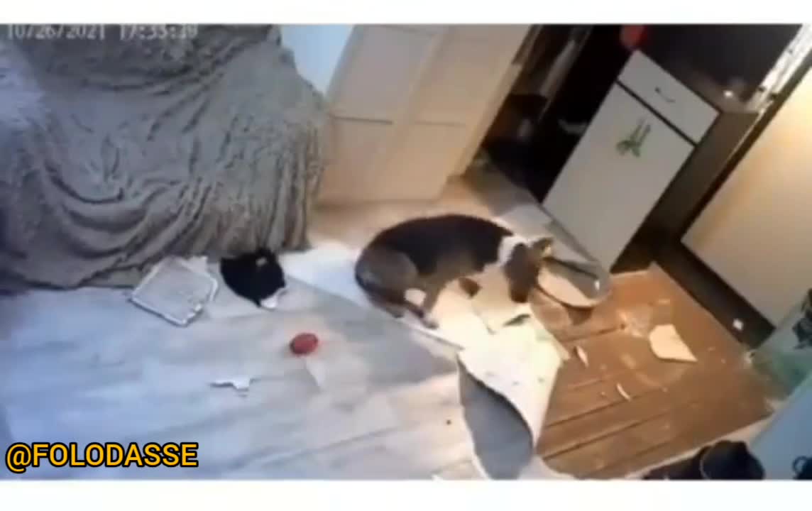 SILÊNCIO, OS CÃES ESTÃO TRABALHANDO