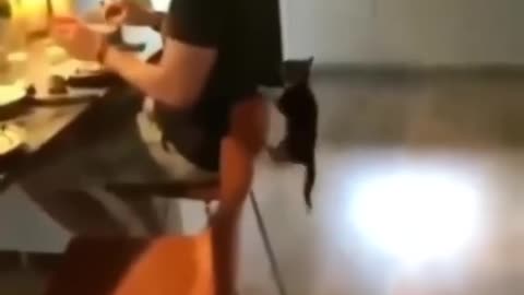 Funny pets 😂😂😂😂😂