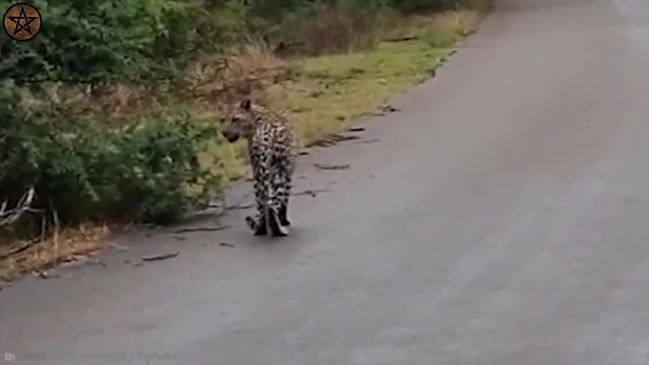 10-Times-Leopards-Messed-With-The-Wrong-_4